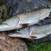 Noderīgi